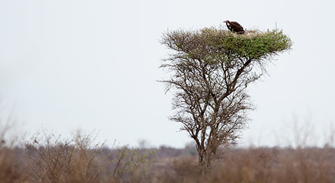 Lappet-faced Vulture on nest